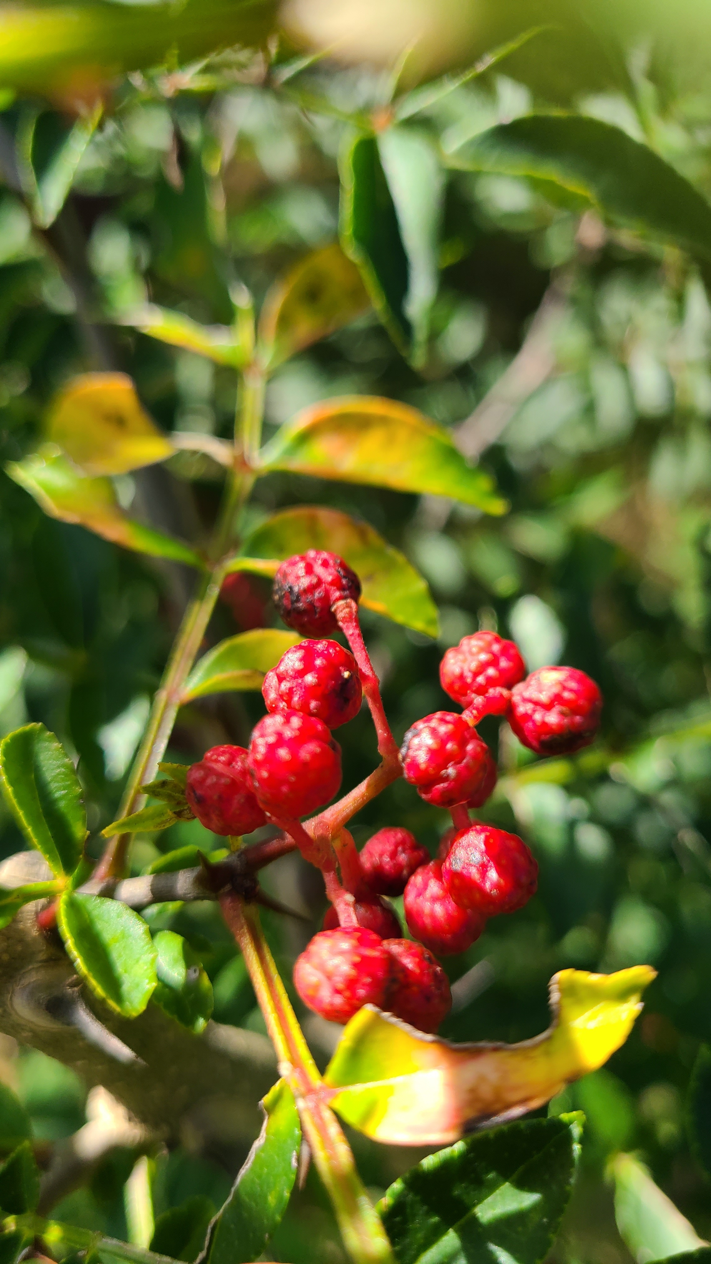 Sichuan pepper plant