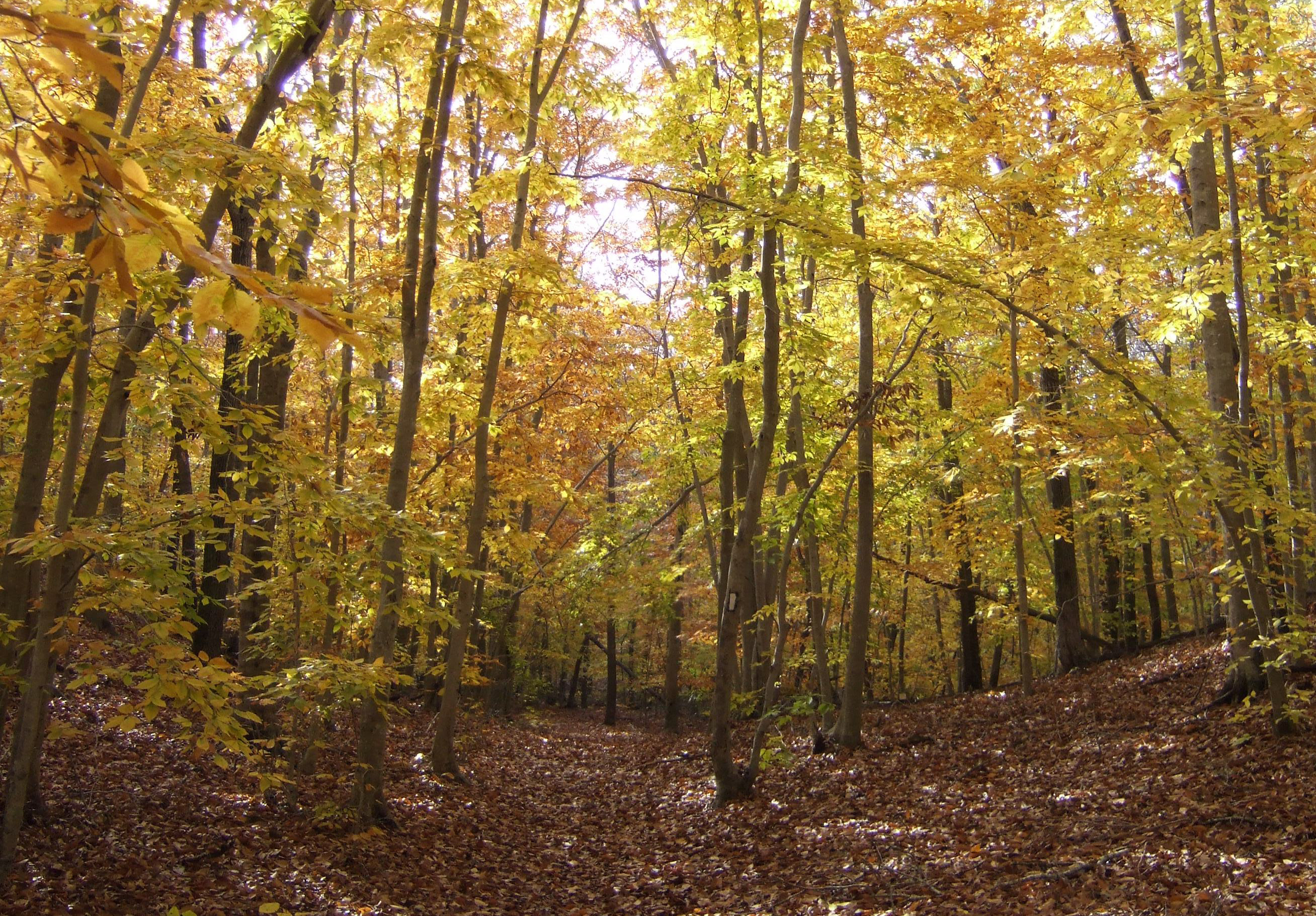 Yellow foliage at the Silver Beech Preserve