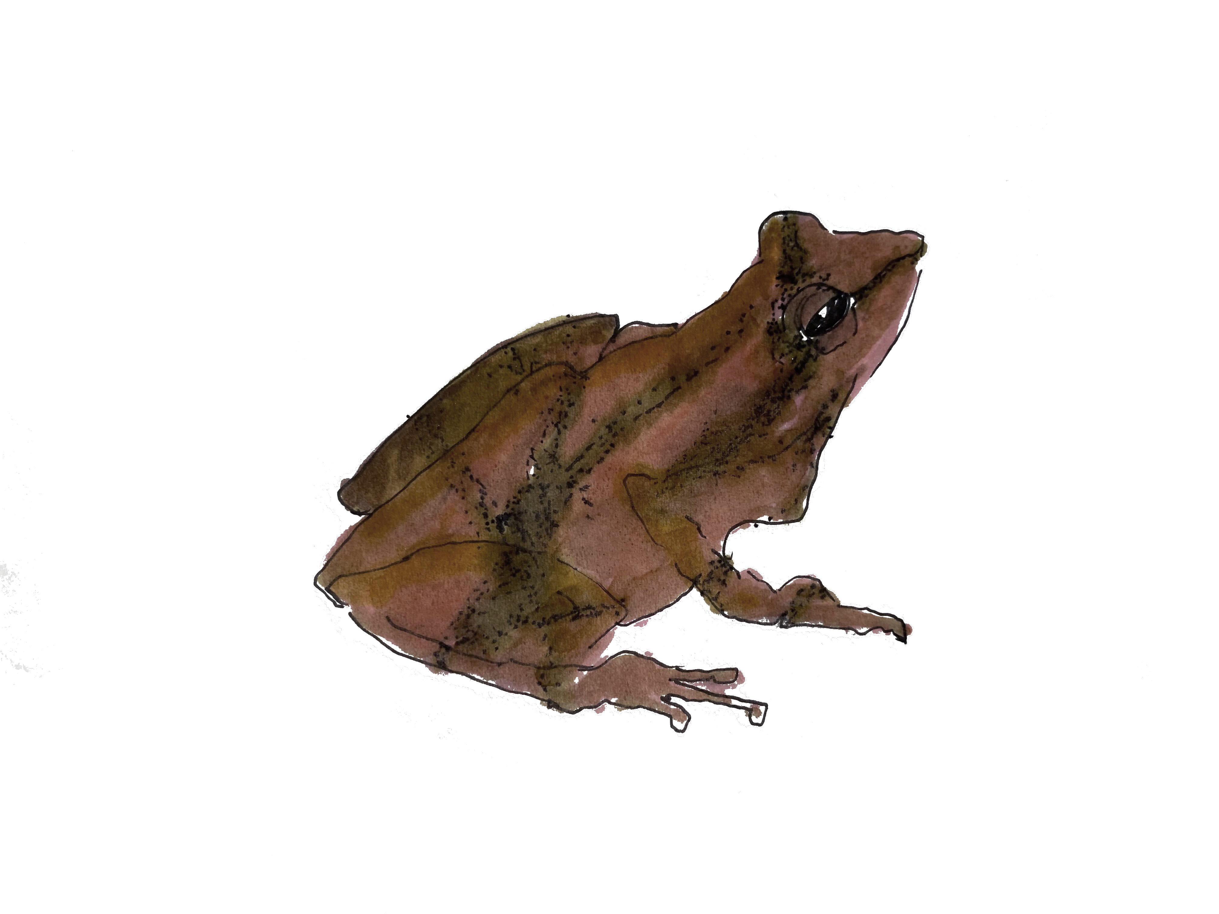 Spring Peeper 2.0