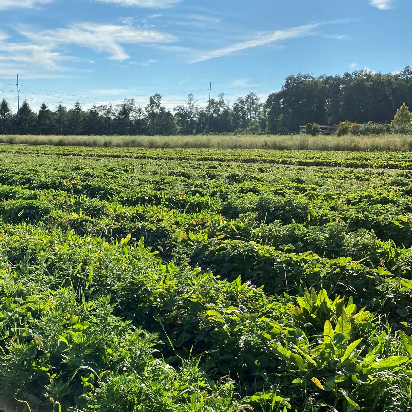 Strawberry Rows