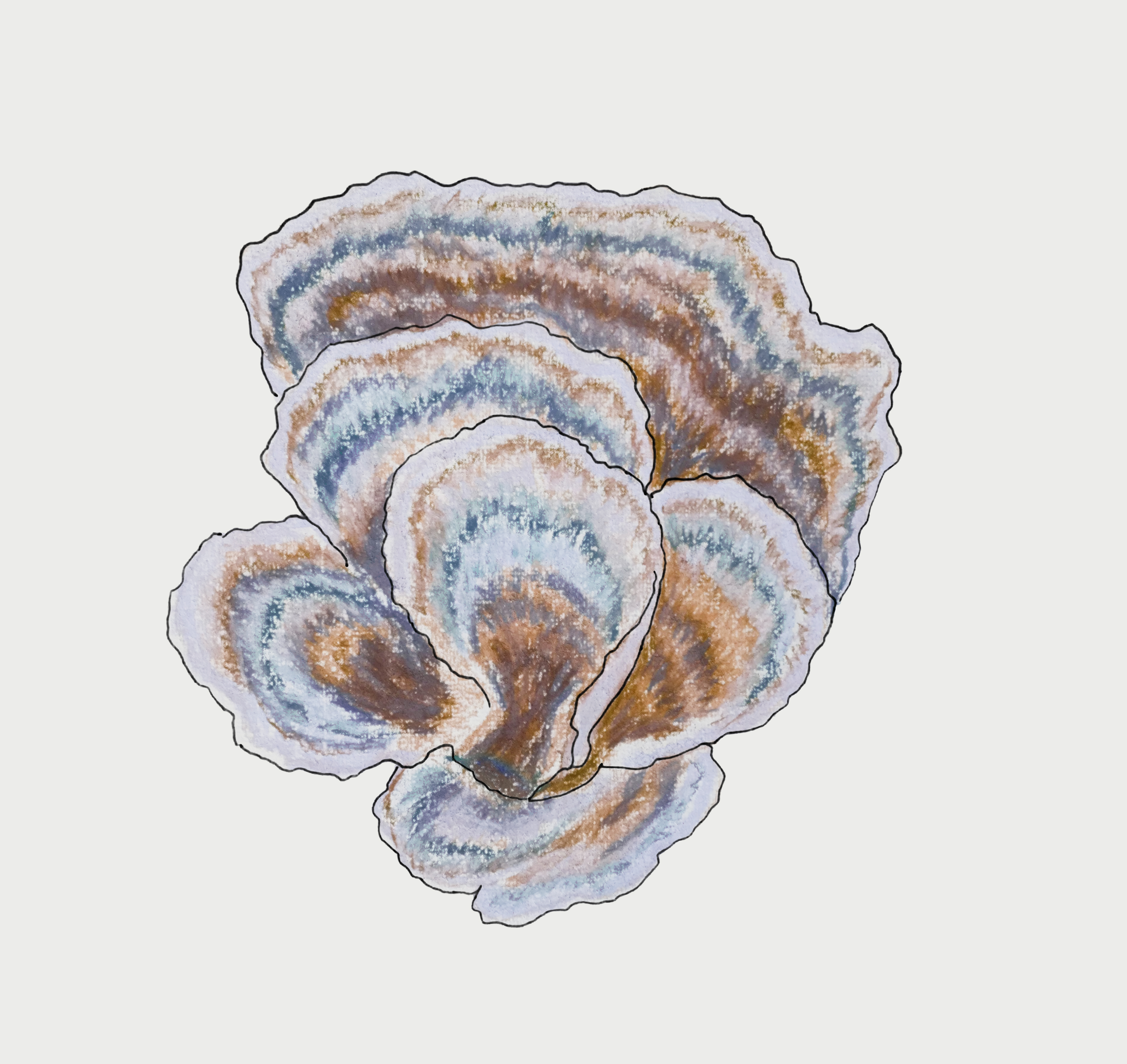 Turkey Tail 2.0