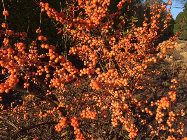 Winterberry