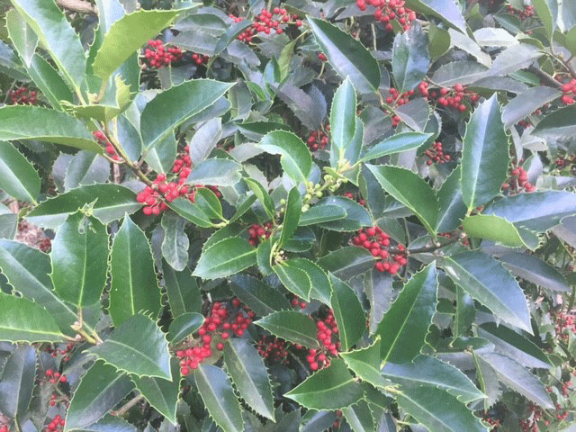 Yuleberry