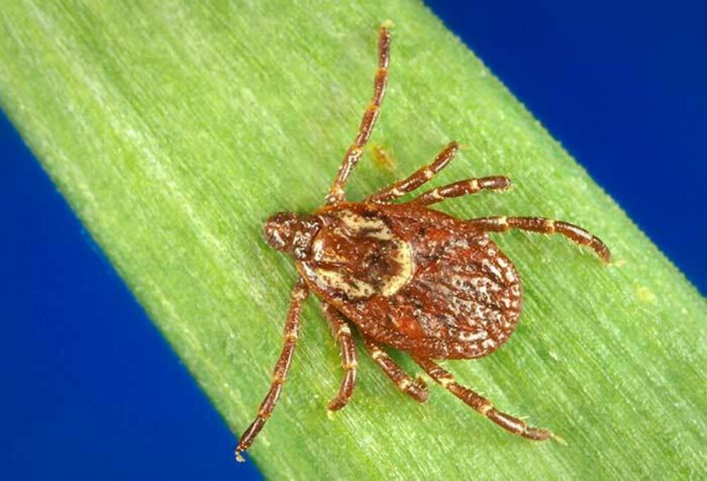 American Dog Tick Dermacentor variabilis CDC