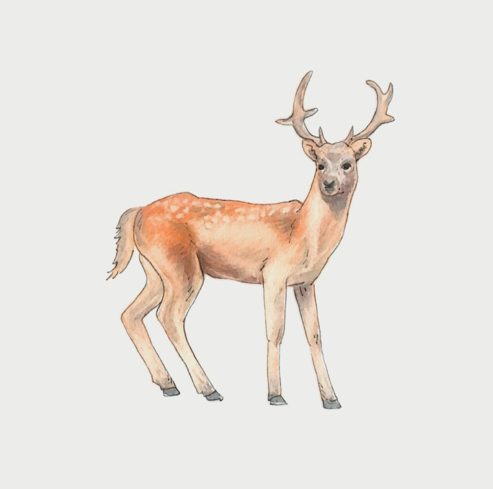 Deer