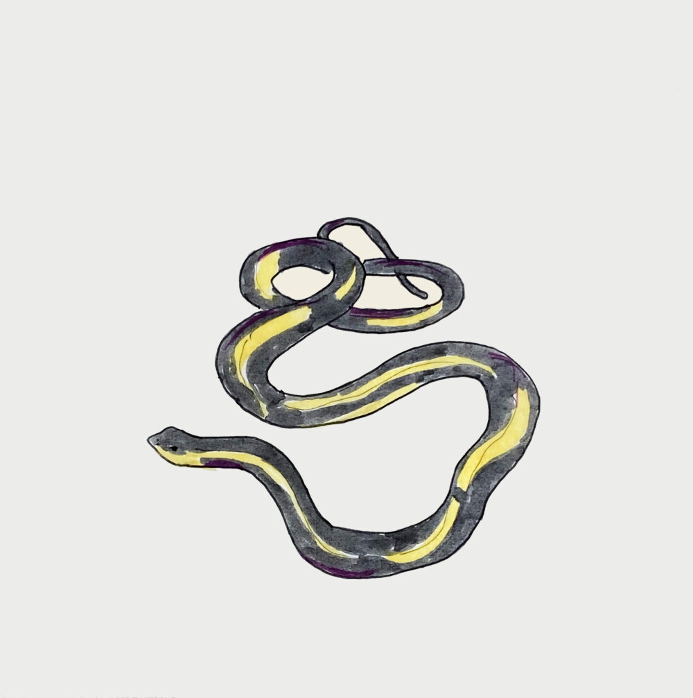 Garter Snake