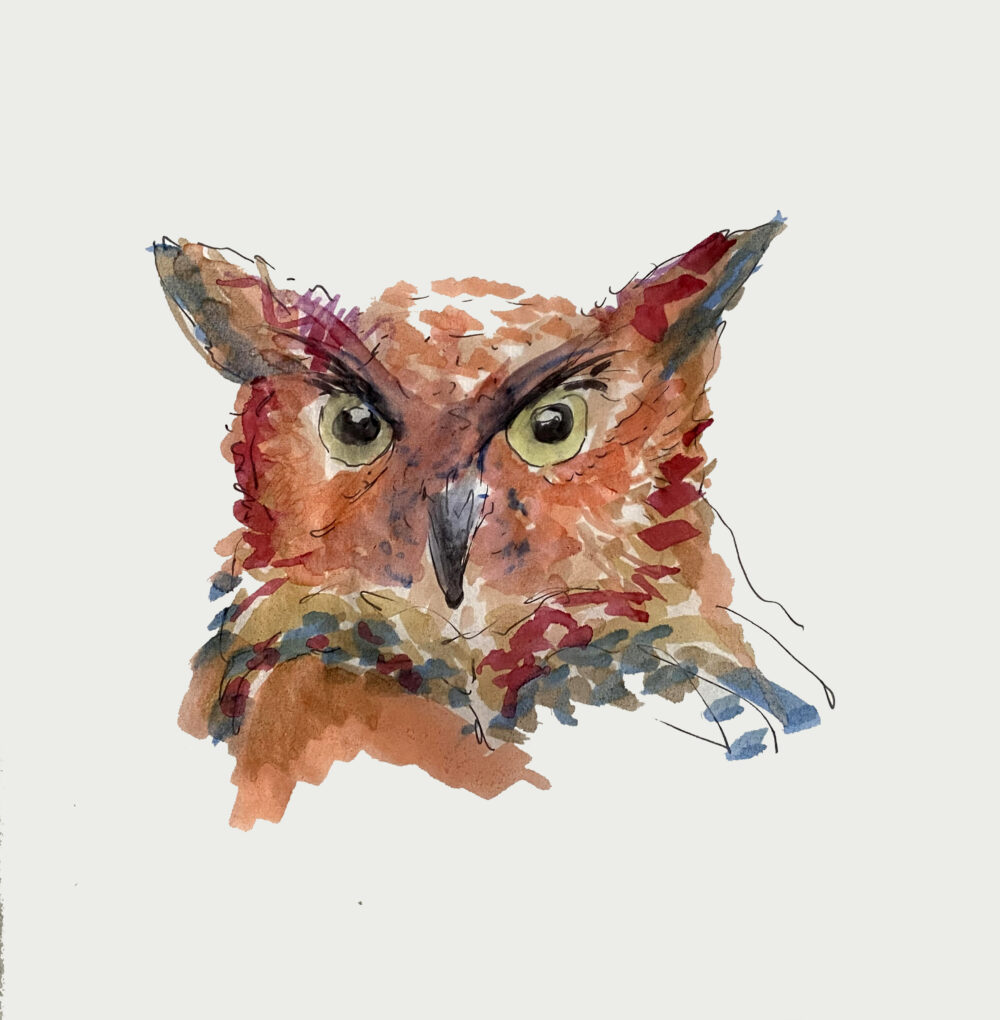 Mr great horned owl gred