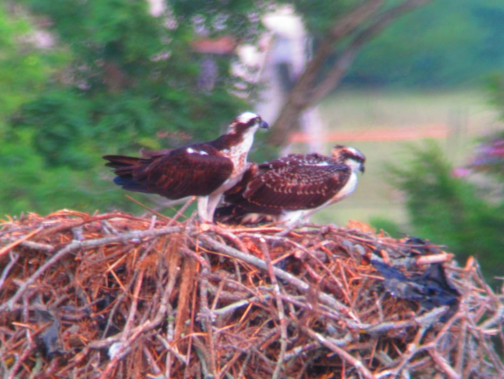 Freedom sitting with mom on the nest -- a day before Freedom fledged