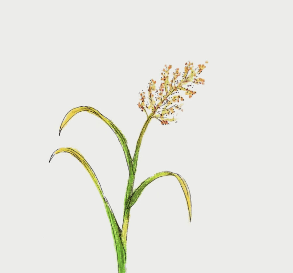 switchgrass sketch