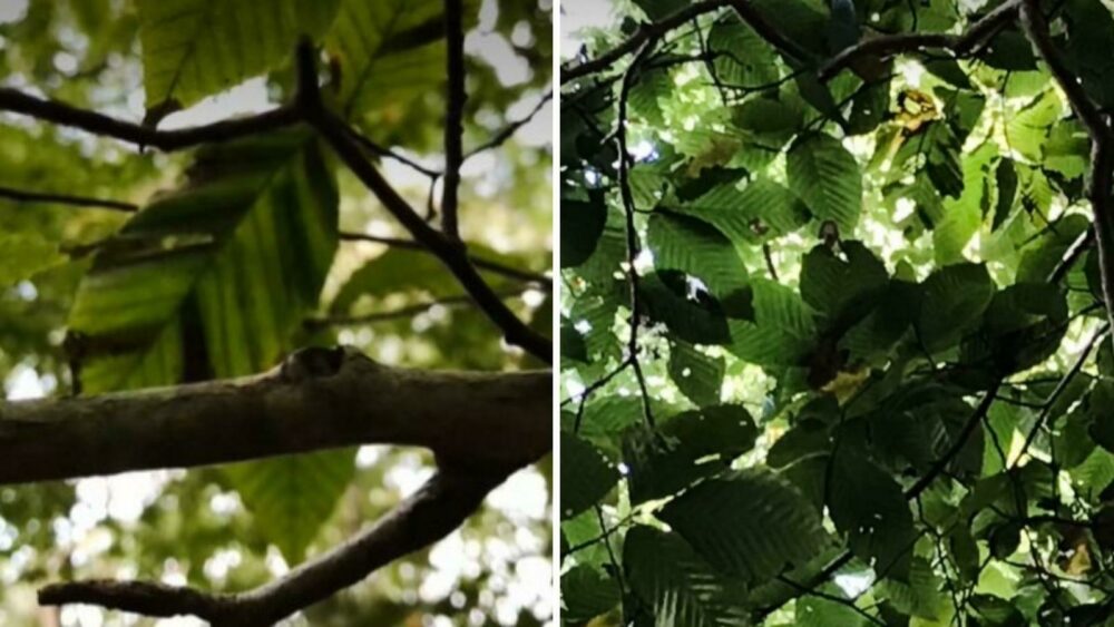 Symptomatic Beech Leaves