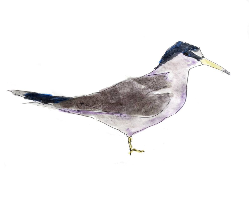 Least Tern