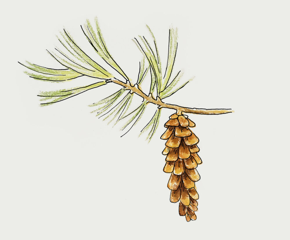 White Pine