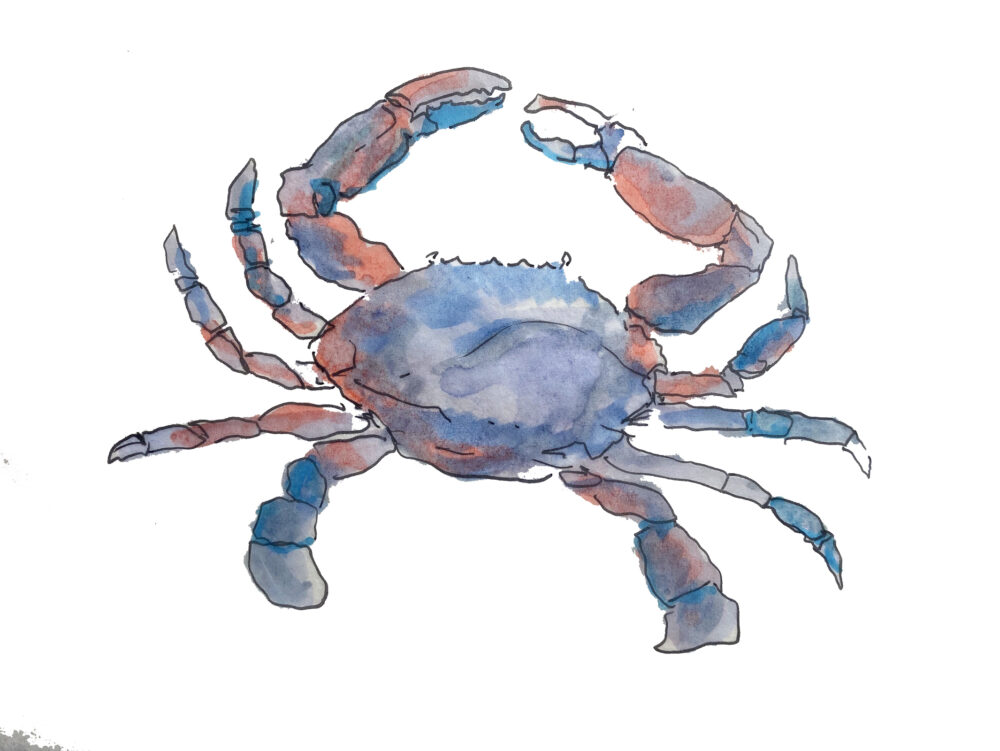 Bluecrab