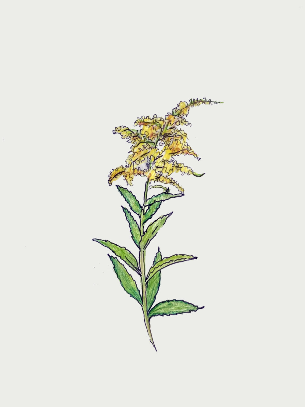 seaside goldenrod sketch