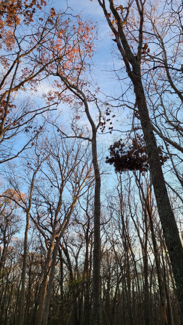 Trees at Reese Preserve