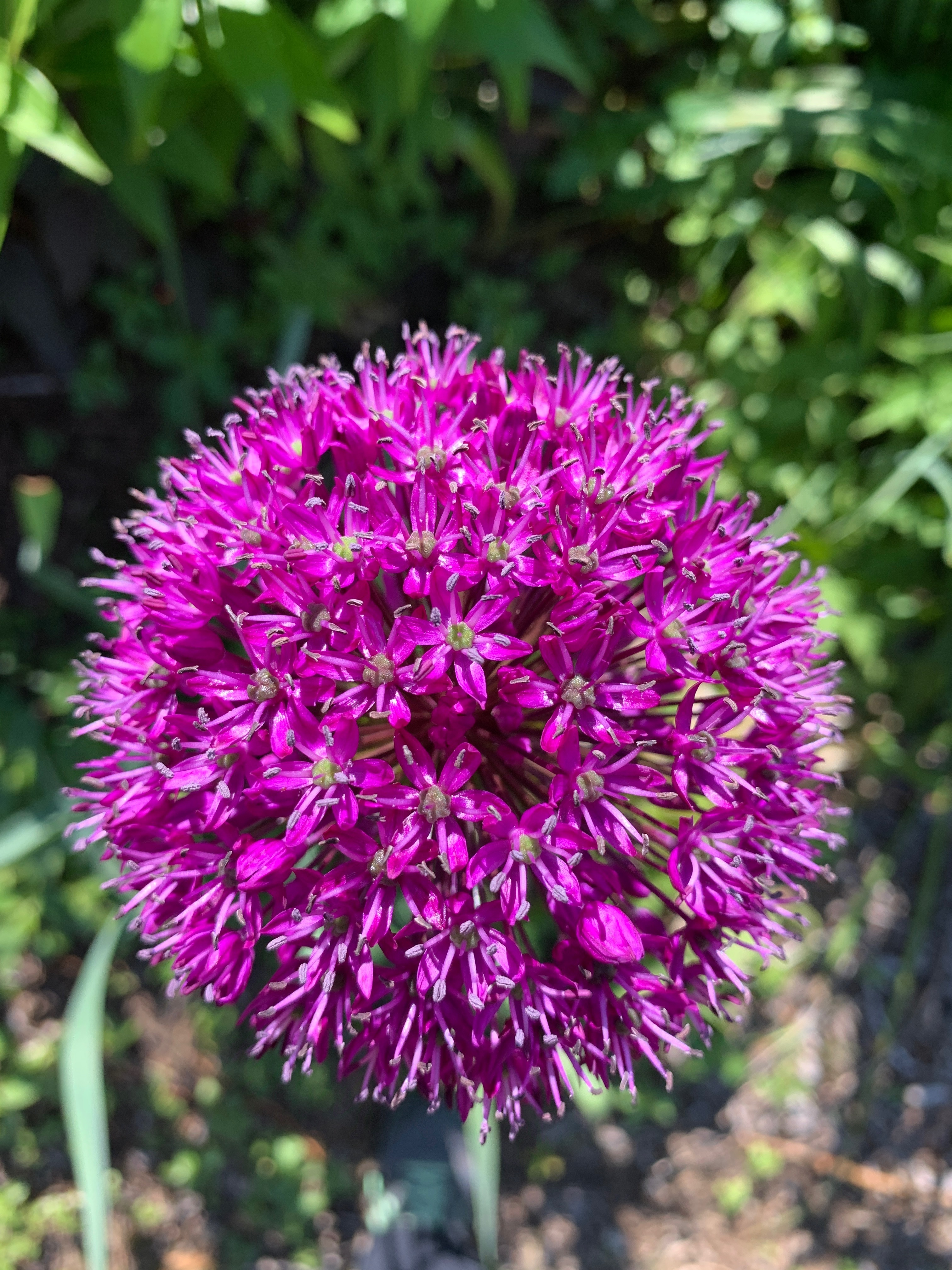 Allium