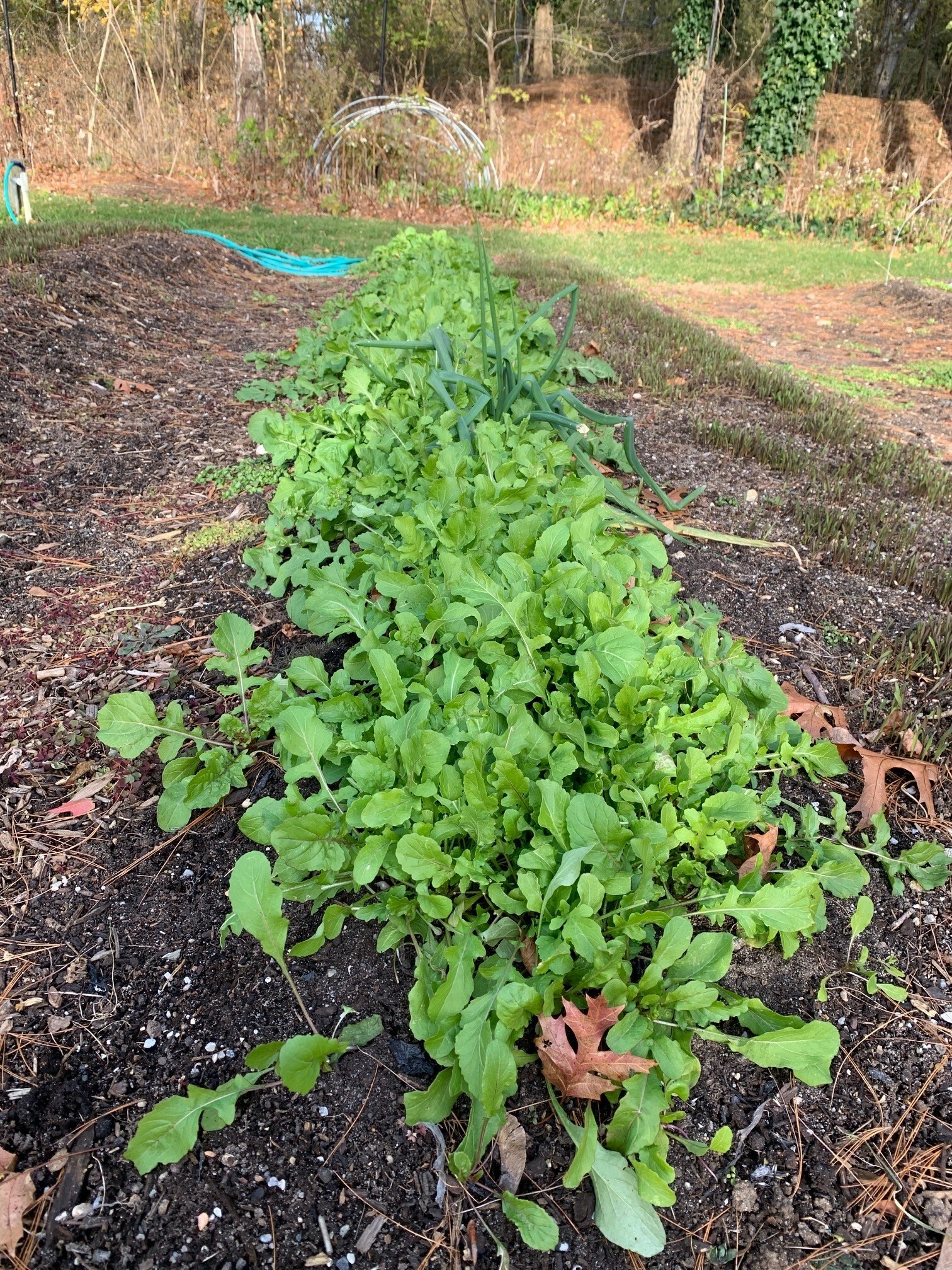 Arugula