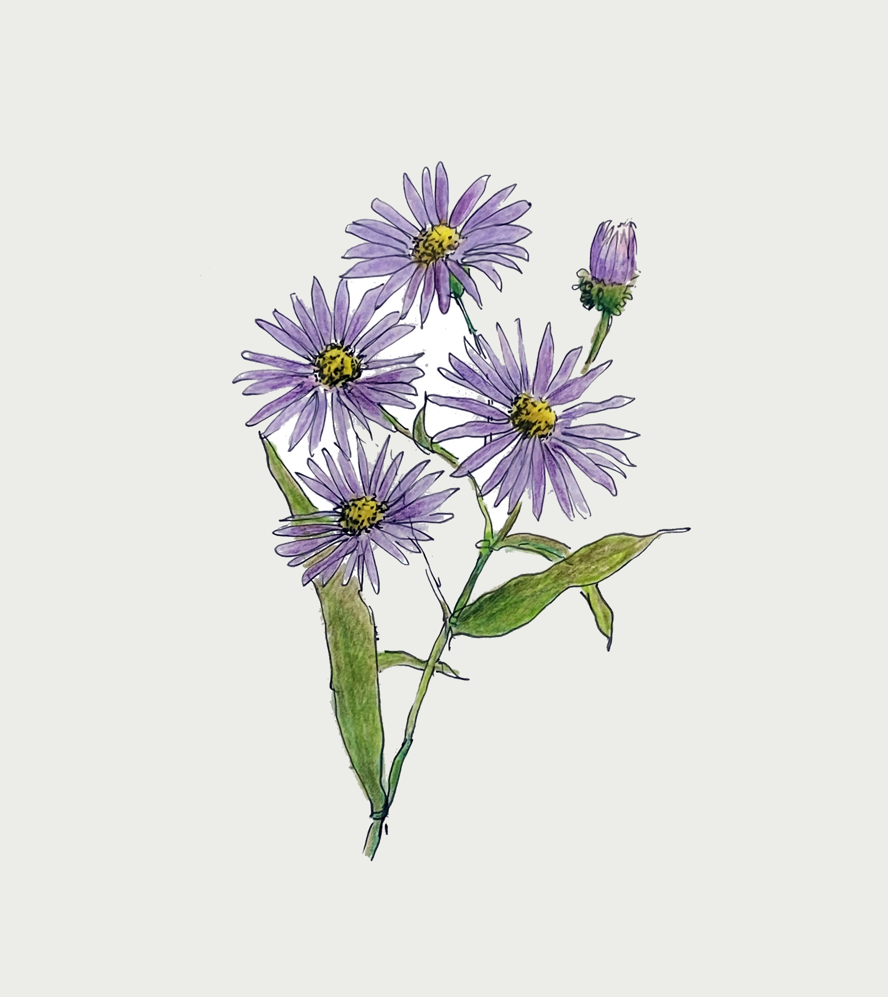 Aster de Nueva York