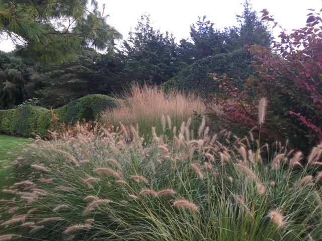 Autumn grasses