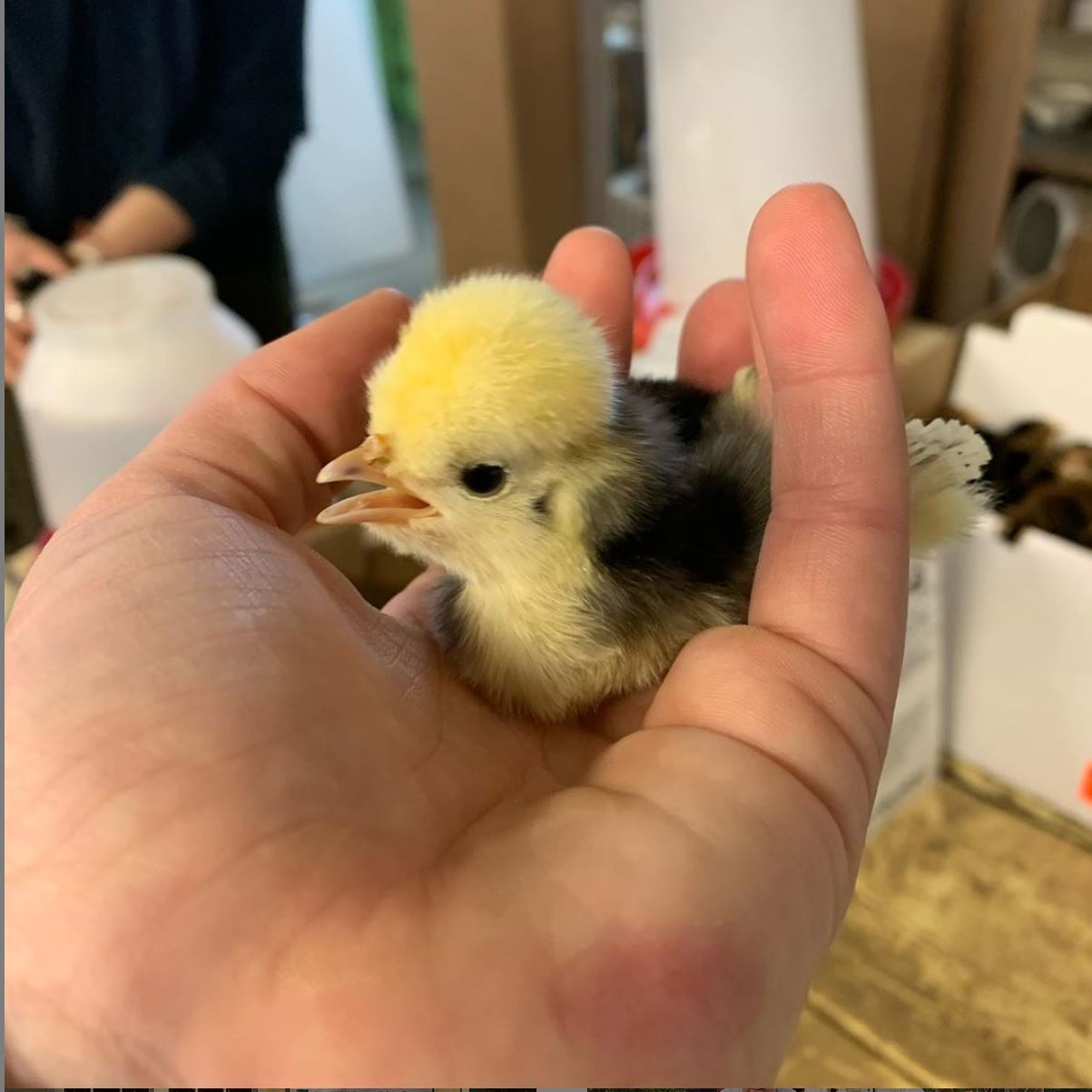 Baby chick