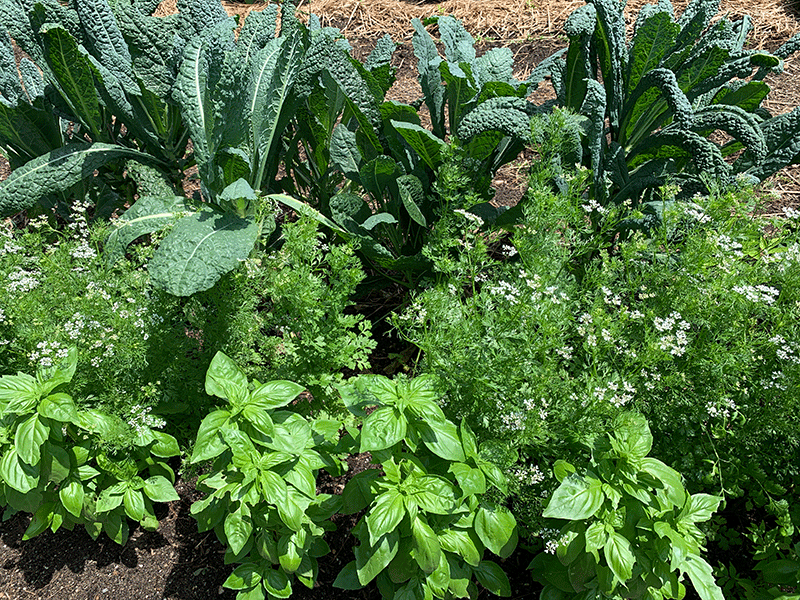 Basil kale