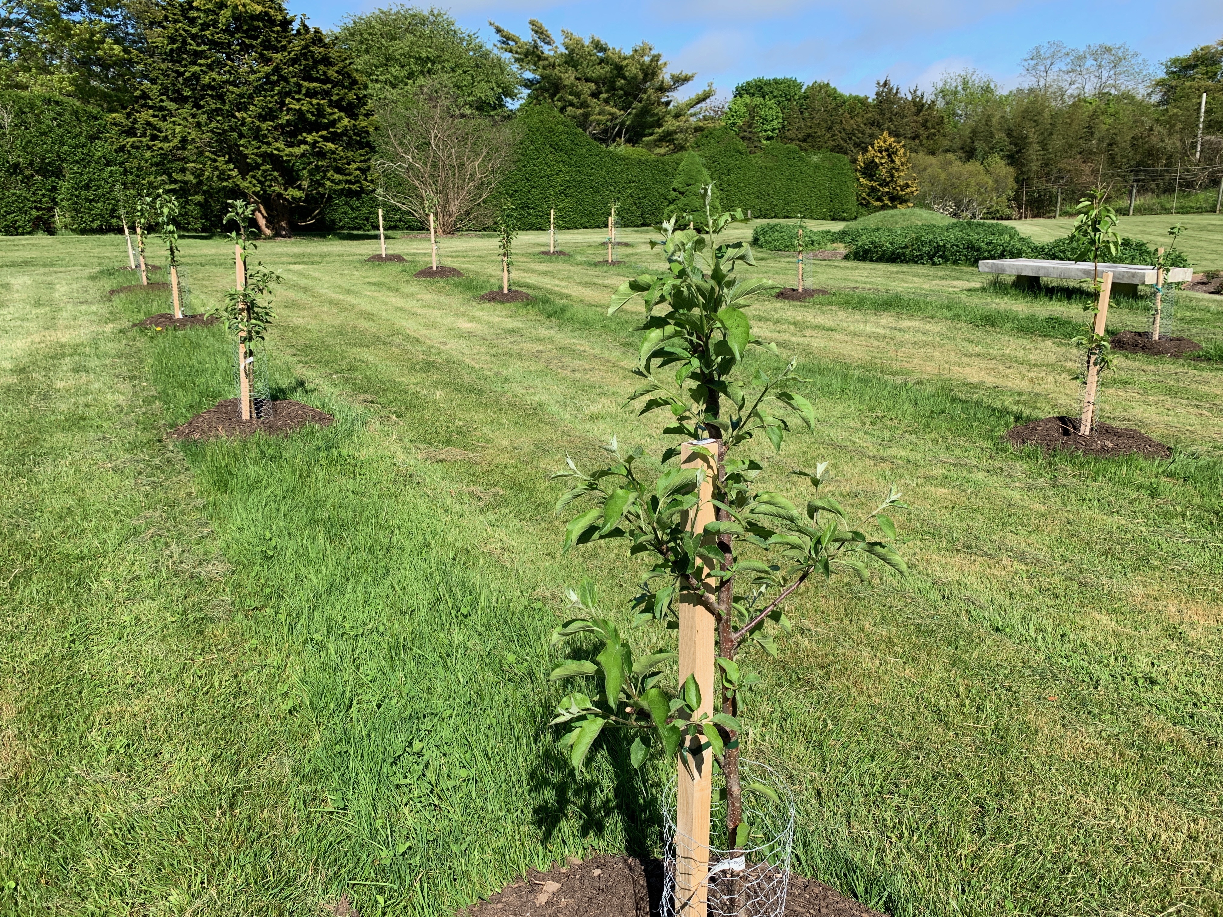 Bridge Gardens orchard