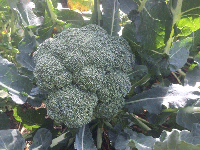 Broccoli