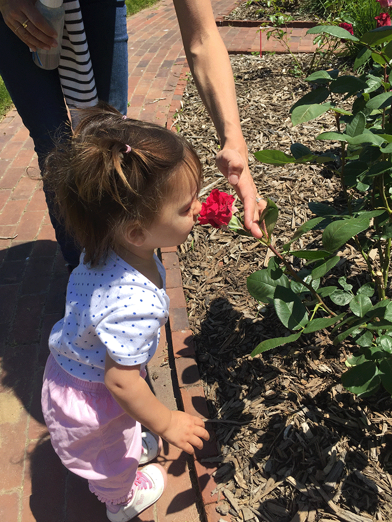 Child And Rose