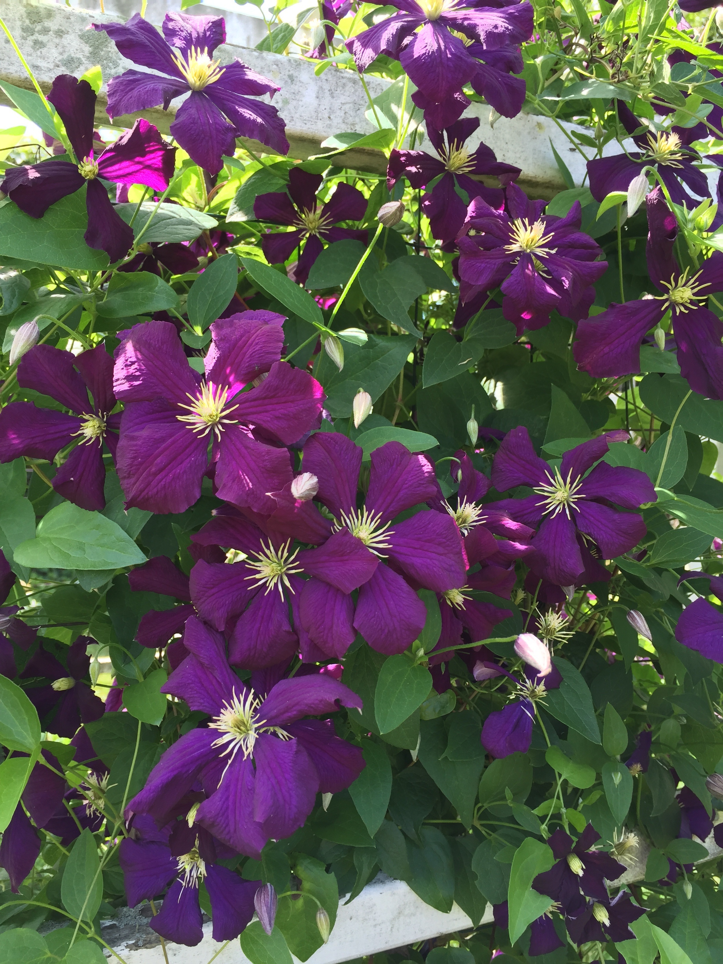 Clematis