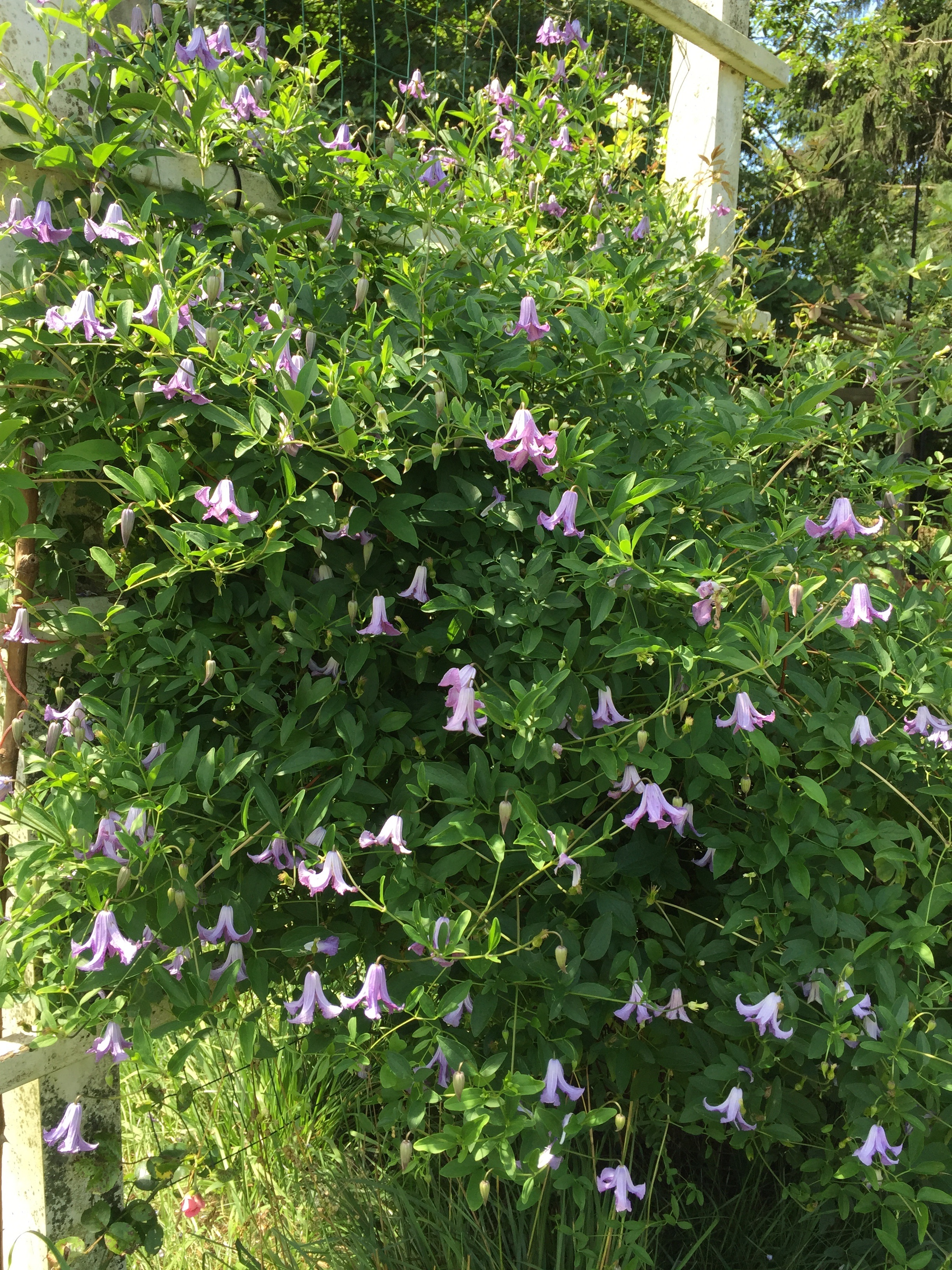 Clematis2