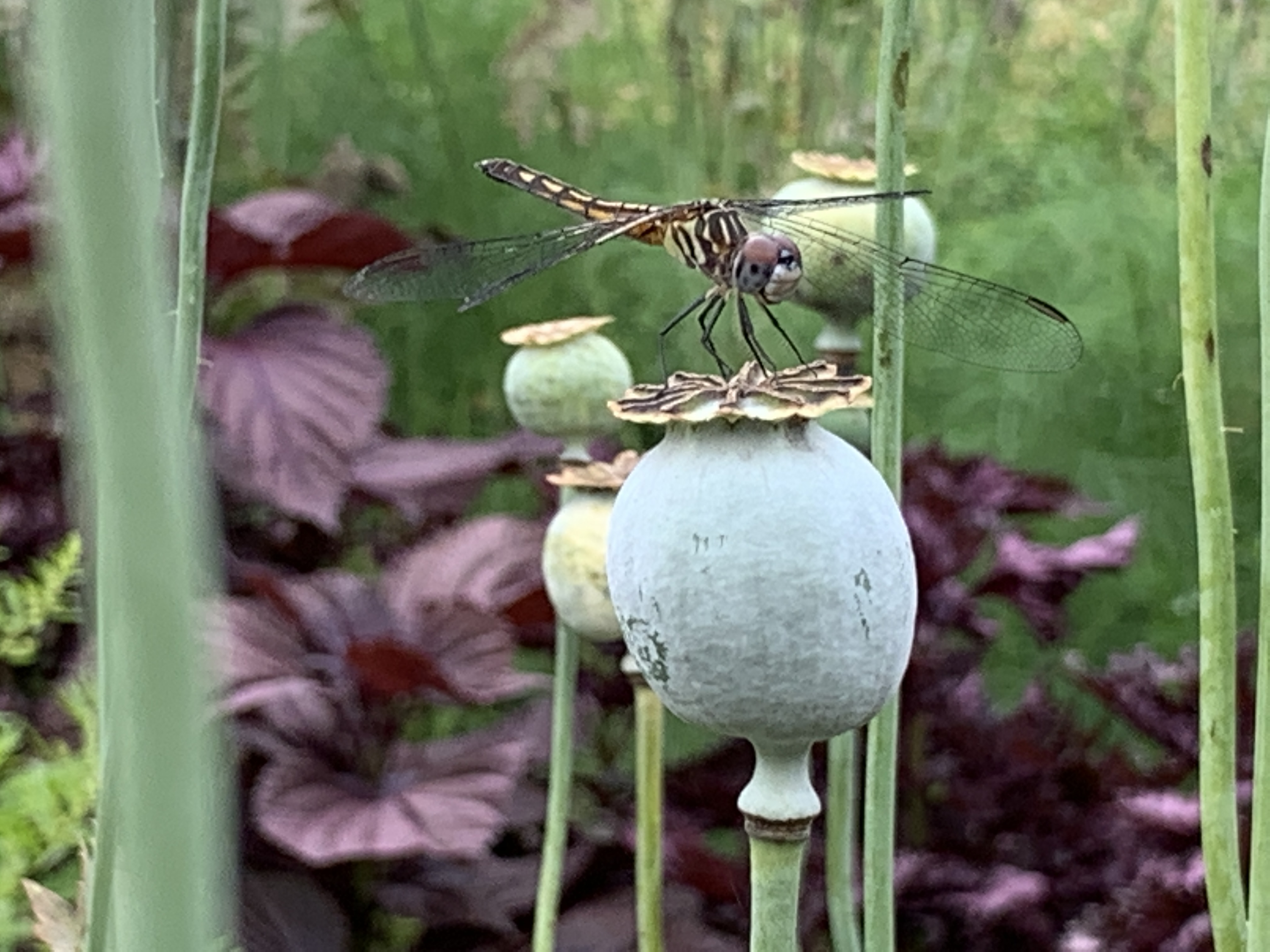 Closeup dragonfly on poppyseed