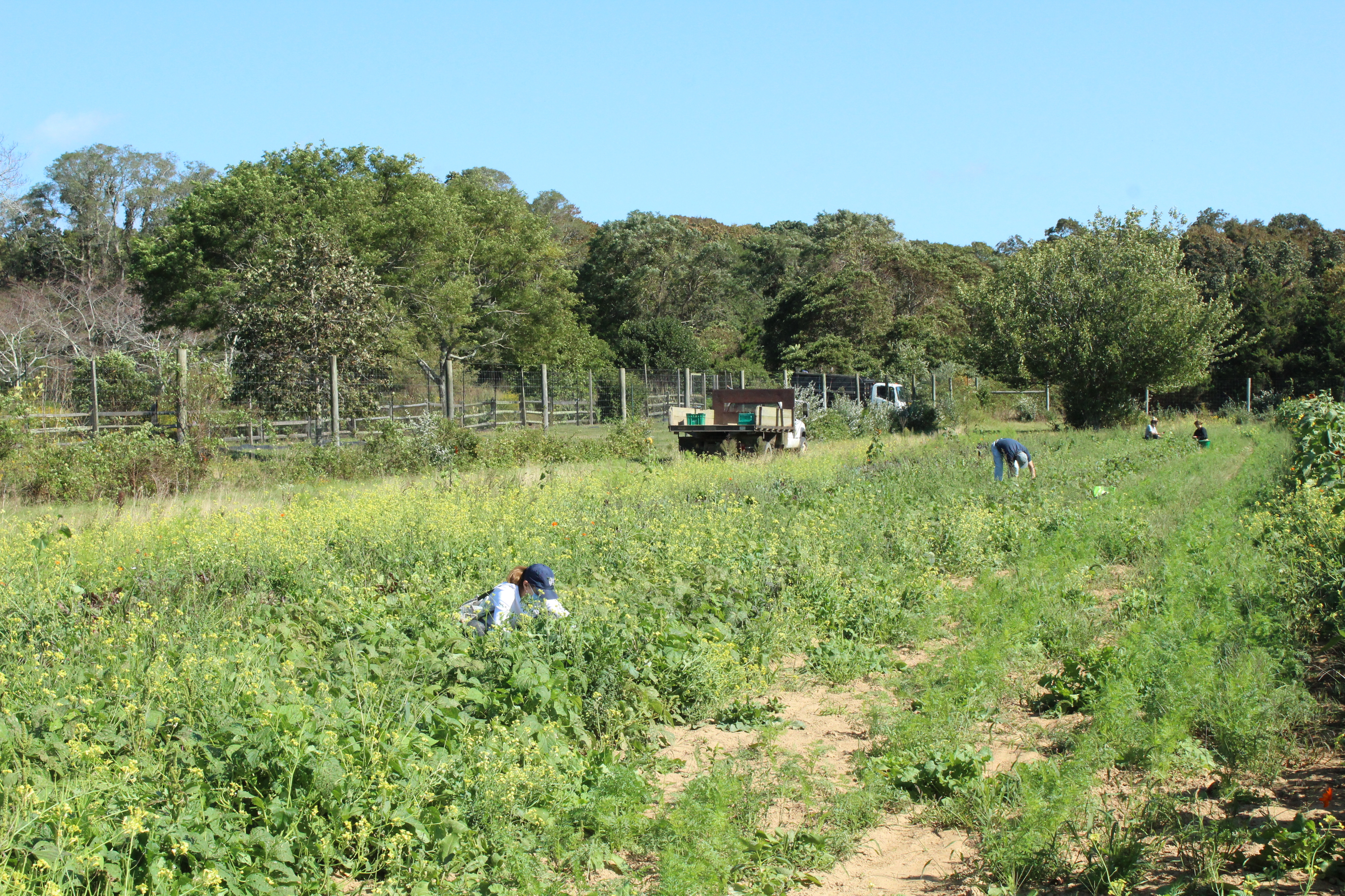 Harvesting at Quail Hill Farm