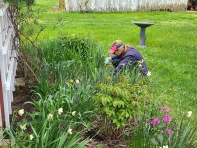 volunteer weeding at the Ag Center