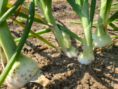 Emerging Onions