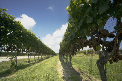 vines at Channing Daughters winery 