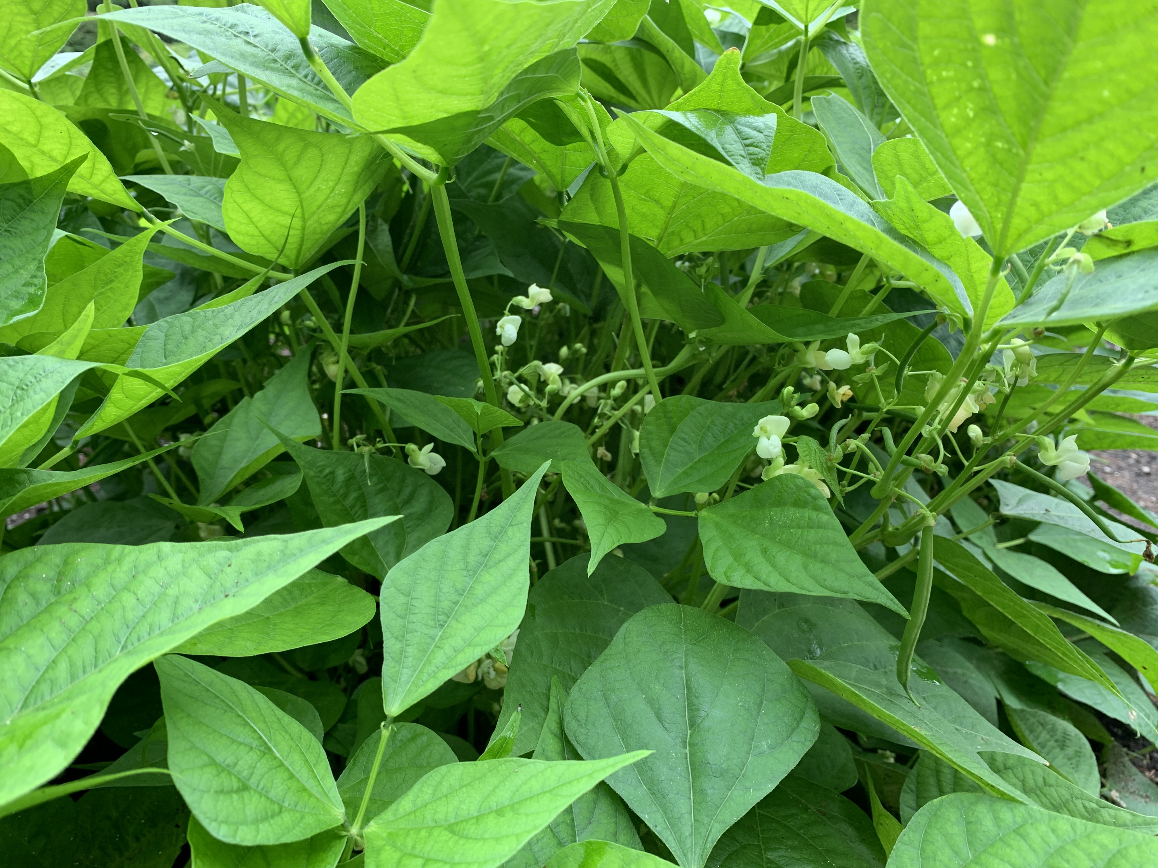 Greenbean on bush