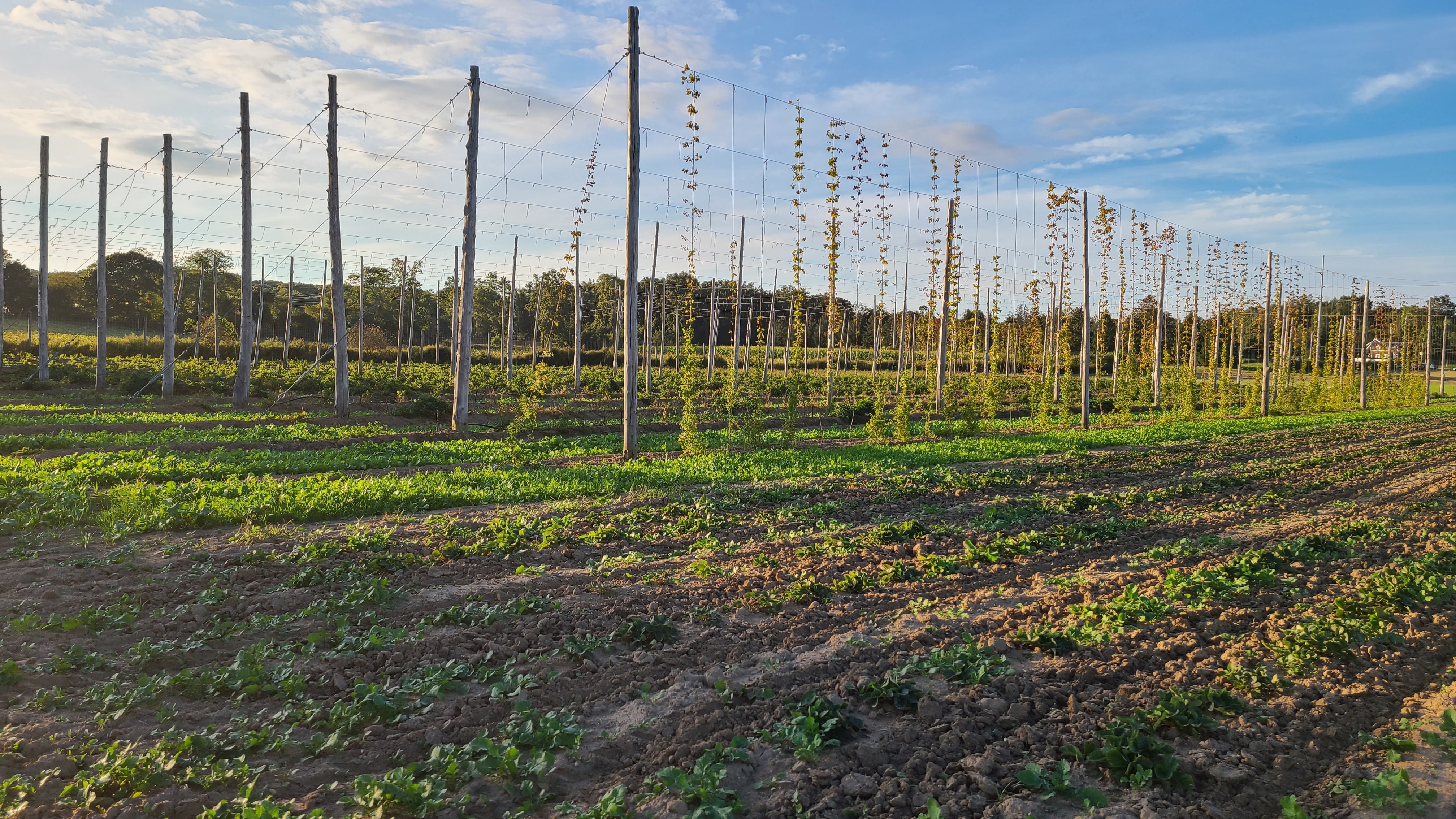 Hops and strawberries