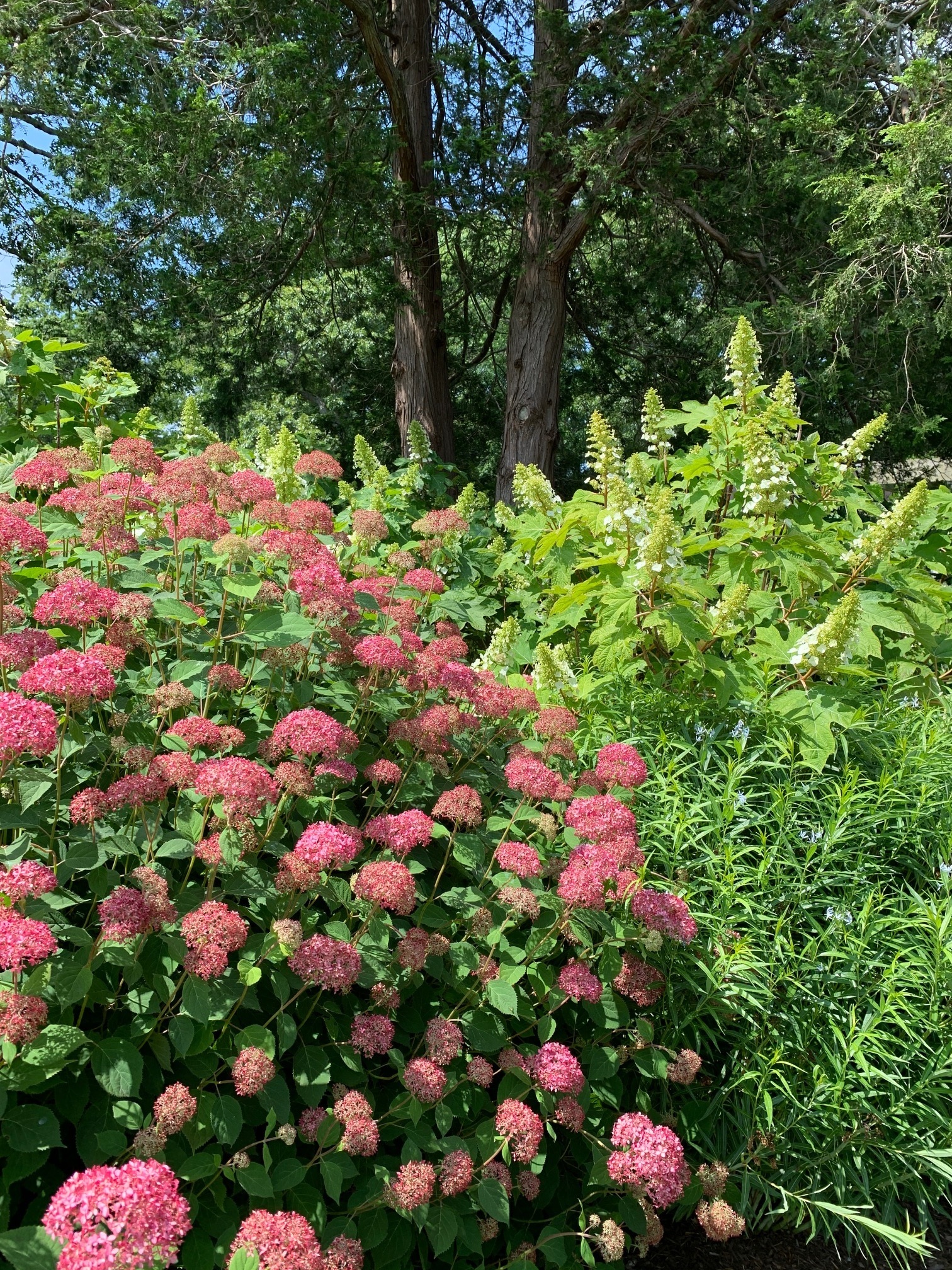 Hydrangea