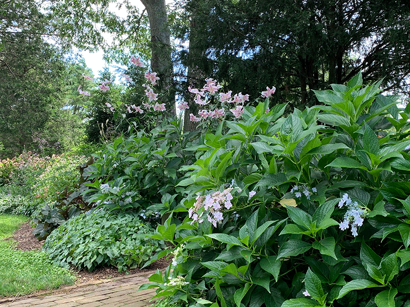 Lilies in walkway bed