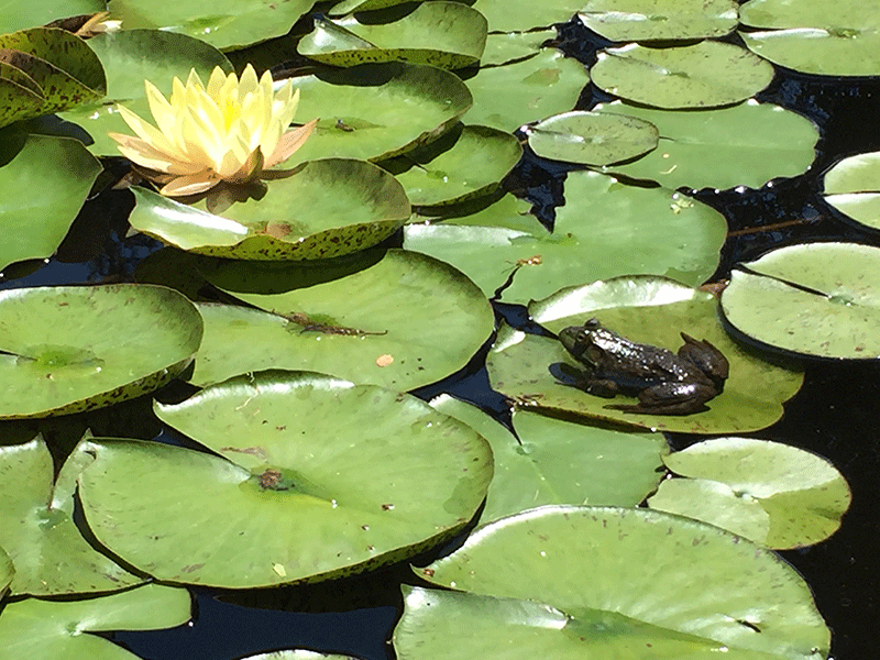 Lilypad Toad