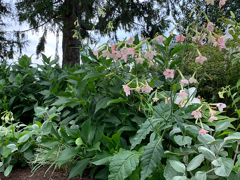 Nicotiana