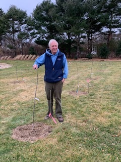 Orchard saplings in early spring