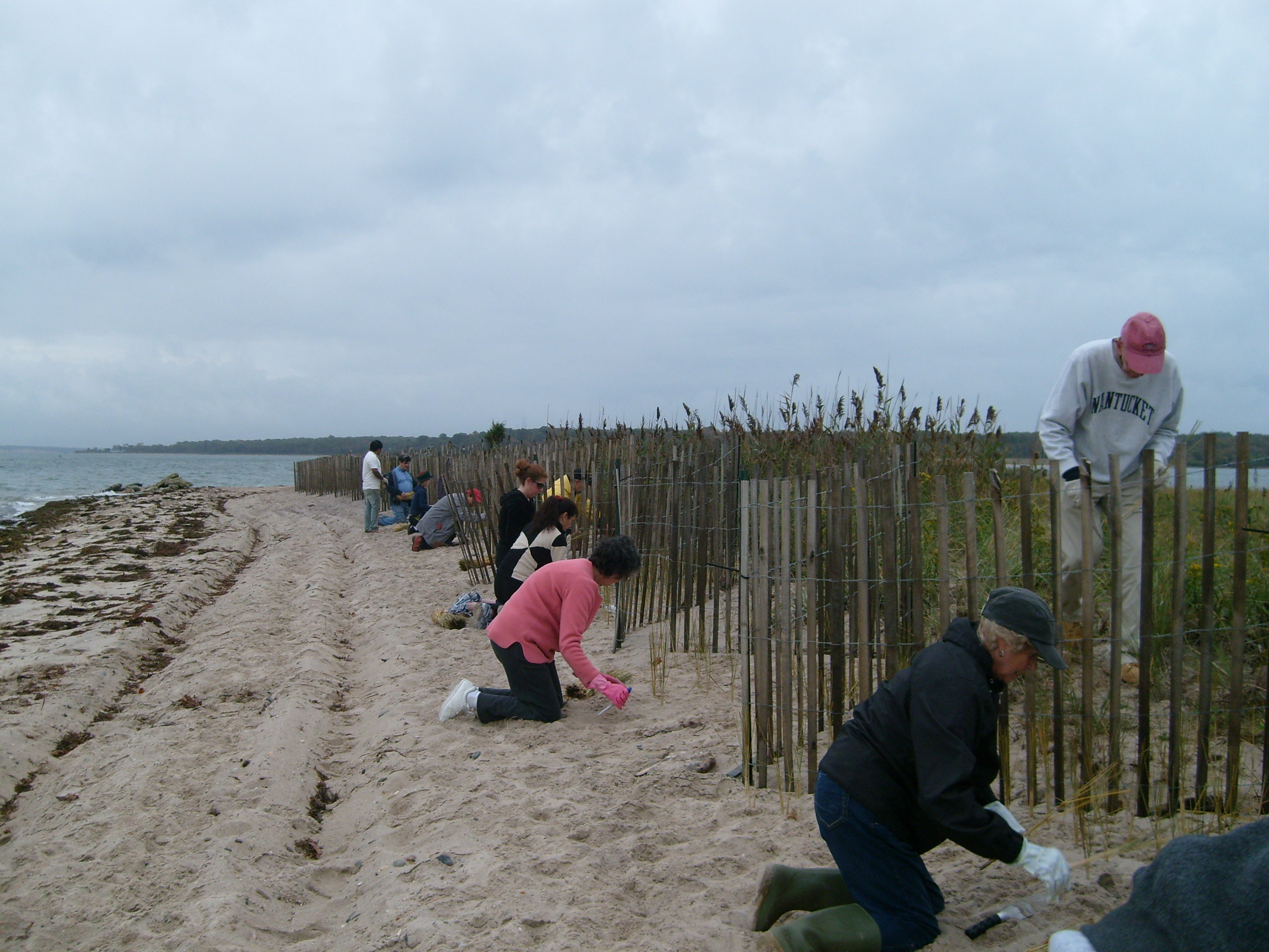 Planting Beachgrass