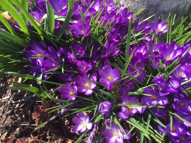 Purple Crocus