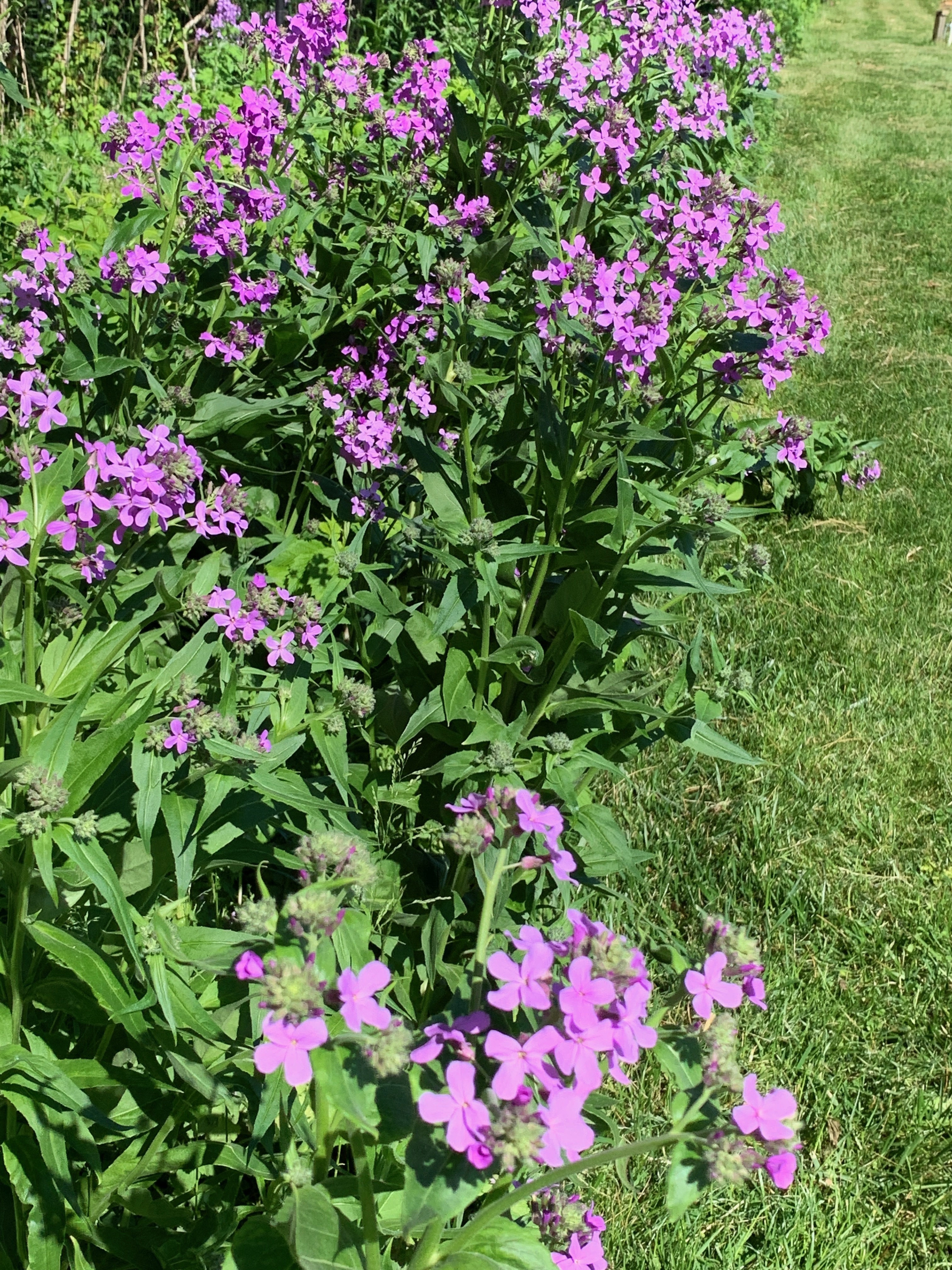 Purple flowers