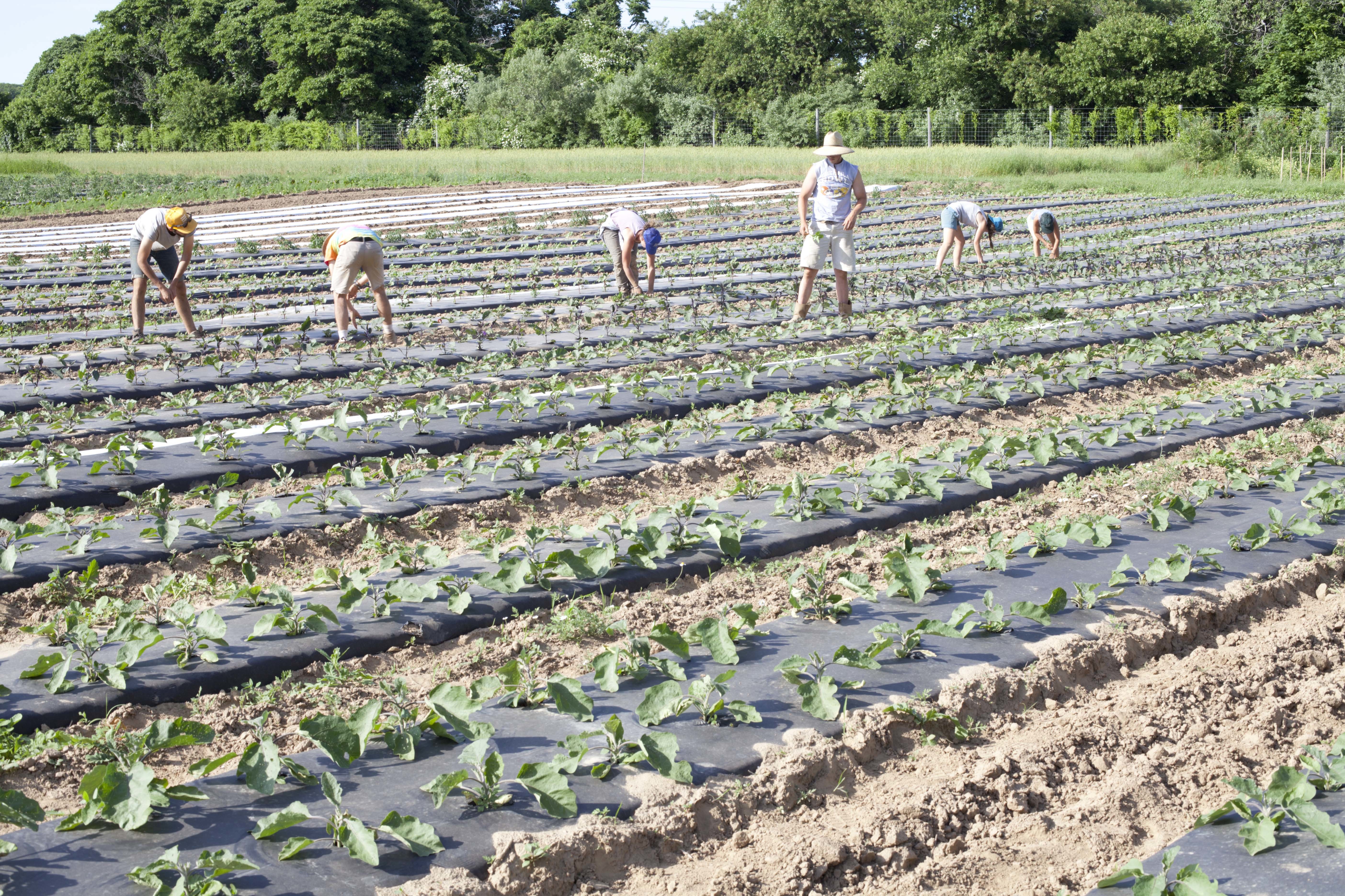 people planting new crops at Amber Waves Farm