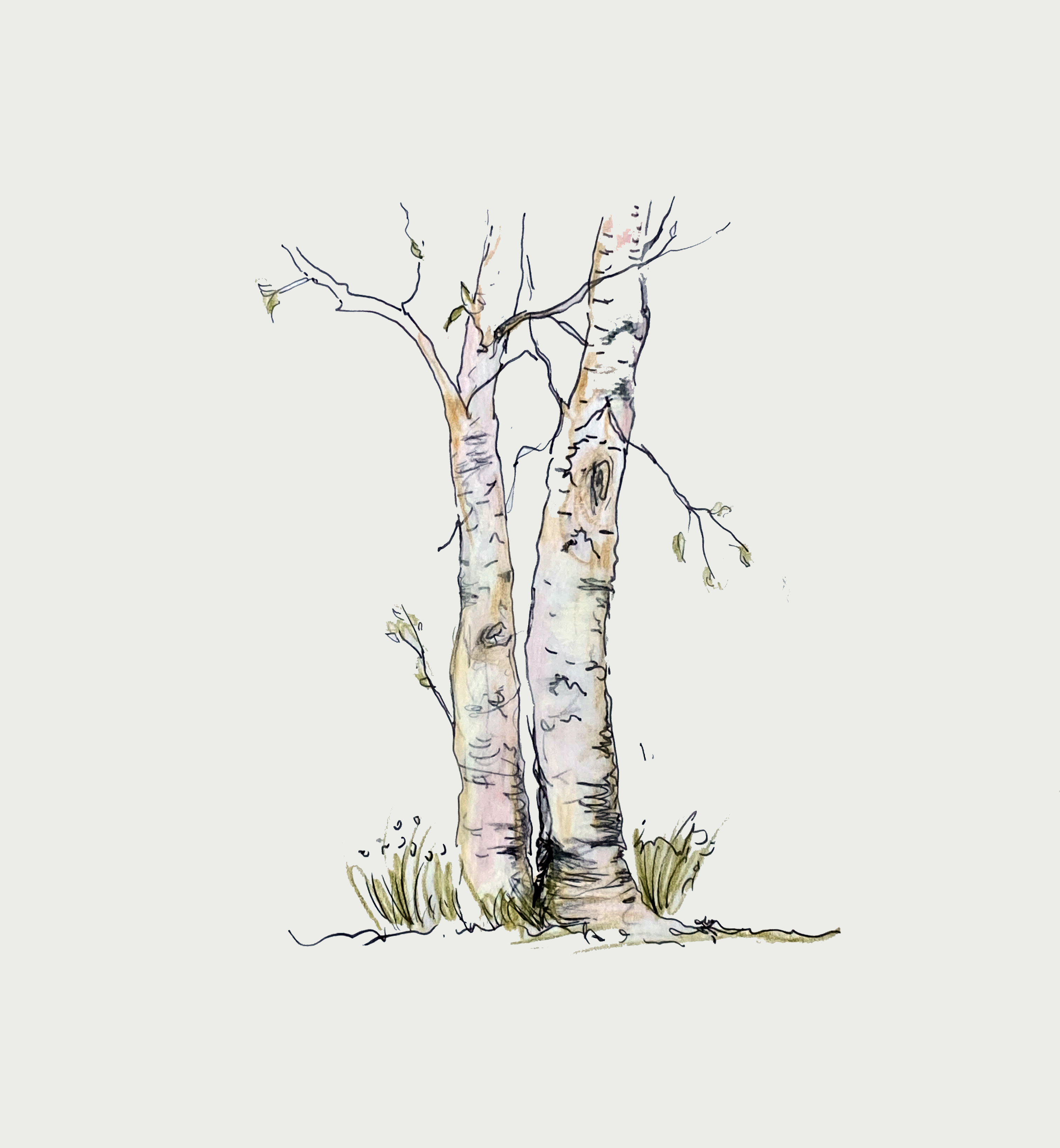 Silver birch 2.0