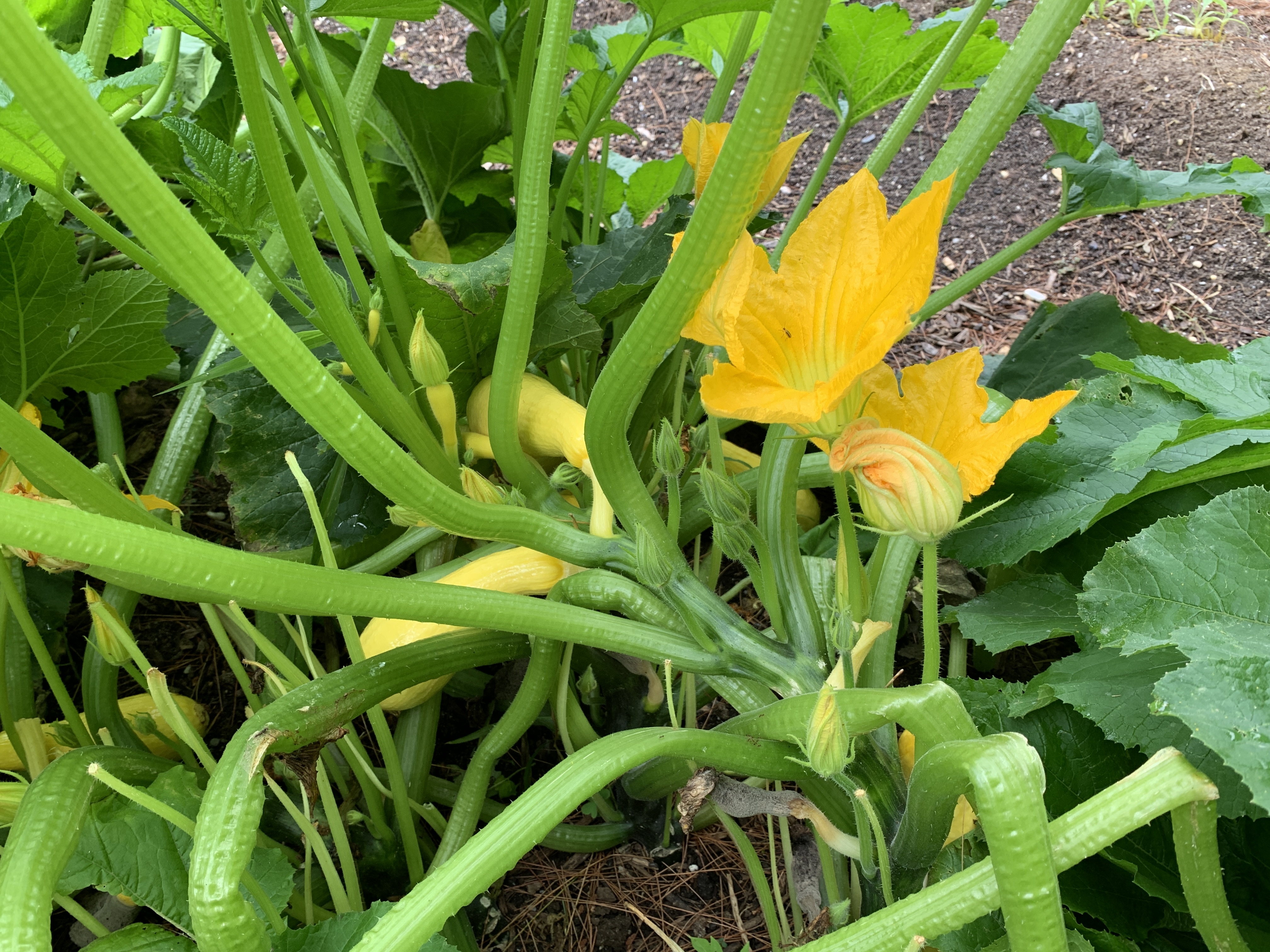 Summer squash