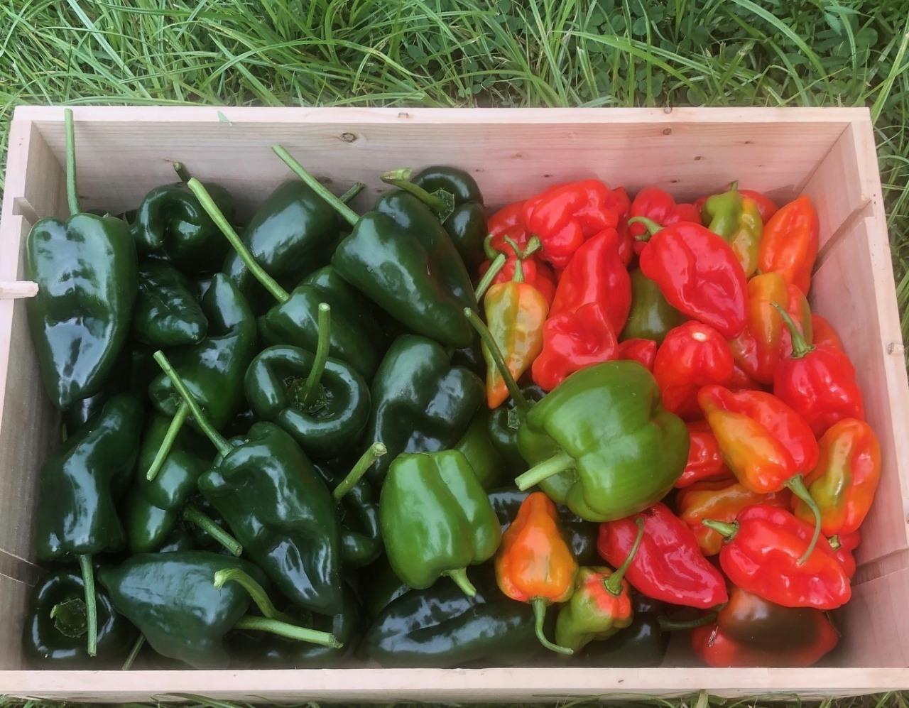 Sweet peppers