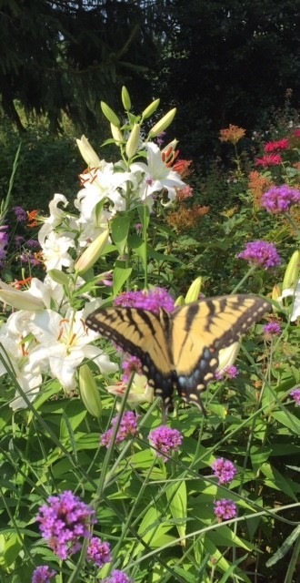 Tall Verbena